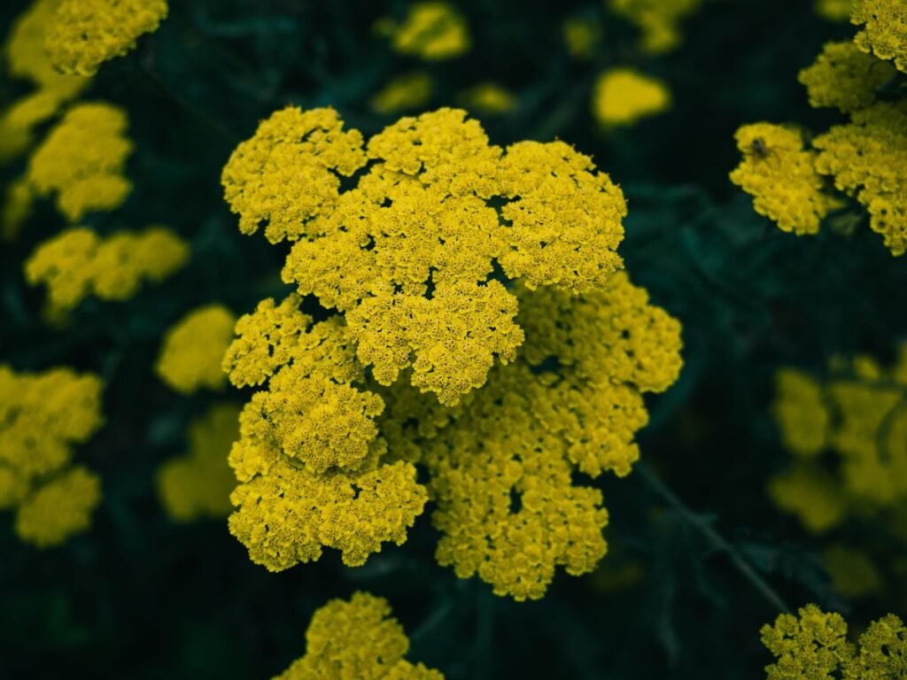 Is Yarrow Toxic to Dogs? What Pet Owners Need to Know Is Yarrow Toxic to Dogs? What Pet Owners Need to Know