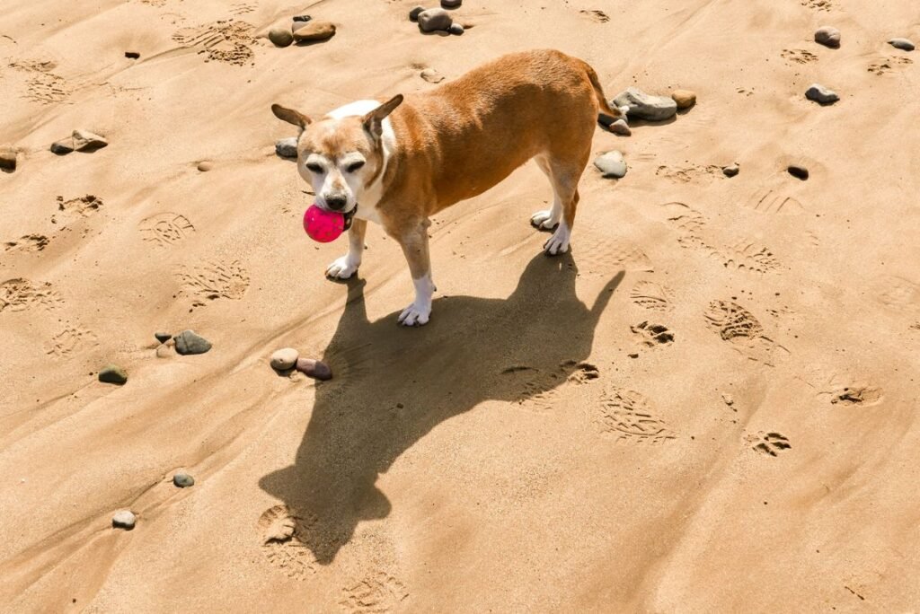 Why Are My Dog's Balls Red? Causes, Symptoms, and When to See a Vet