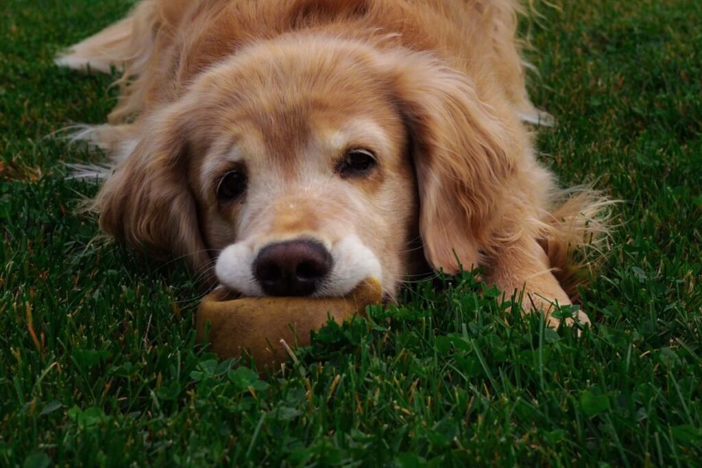 Is Unsweetened Applesauce Good for Dogs? Is Unsweetened Applesauce Good for Dogs?