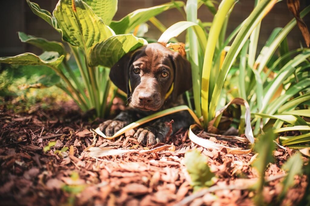 Is Hibiscus Plant Poisonous to Dogs? Everything You Need to Know Is Hibiscus Plant Poisonous to Dogs? Everything You Need to Know