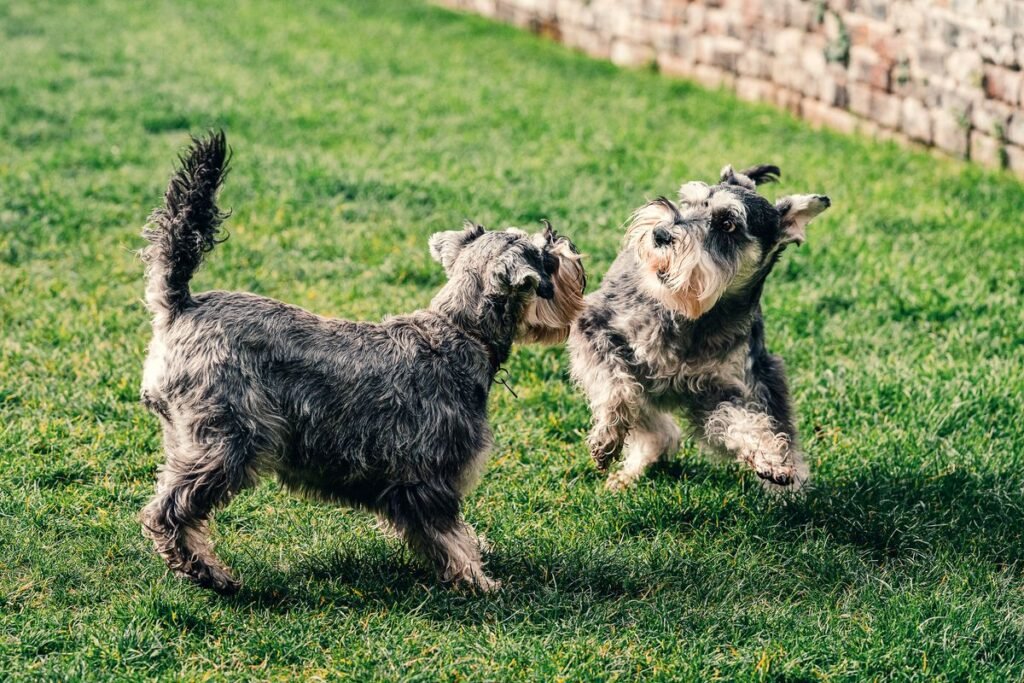 Do Dogs Get Grey Hair? Understanding the Causes and What It Means