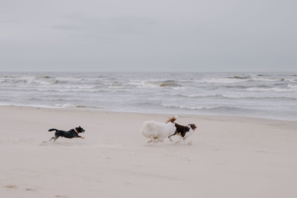 Can Dogs Have Shellfish? A Complete Guide to Safety and Preparation