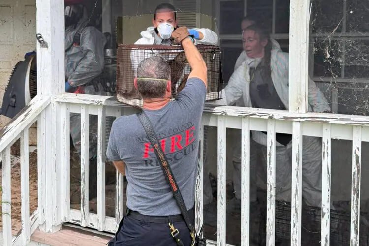 77-Year-Old Postal Worker Charged After 70 Cats and Dogs Found Living In Horrific Conditions At Her Home