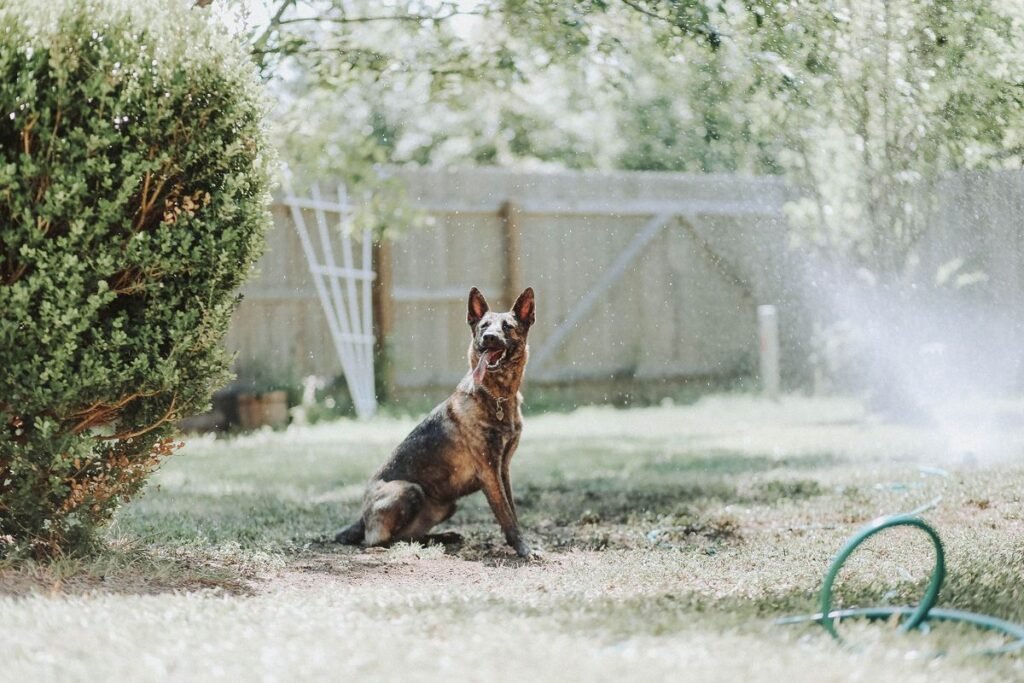 Does Bear Spray Work on Dogs? A Complete Guide Does Bear Spray Work on Dogs? A Complete Guide