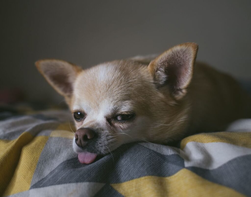 Why Do Dogs Sleep With Their Tongue Out? Why Do Dogs Sleep With Their Tongue Out?