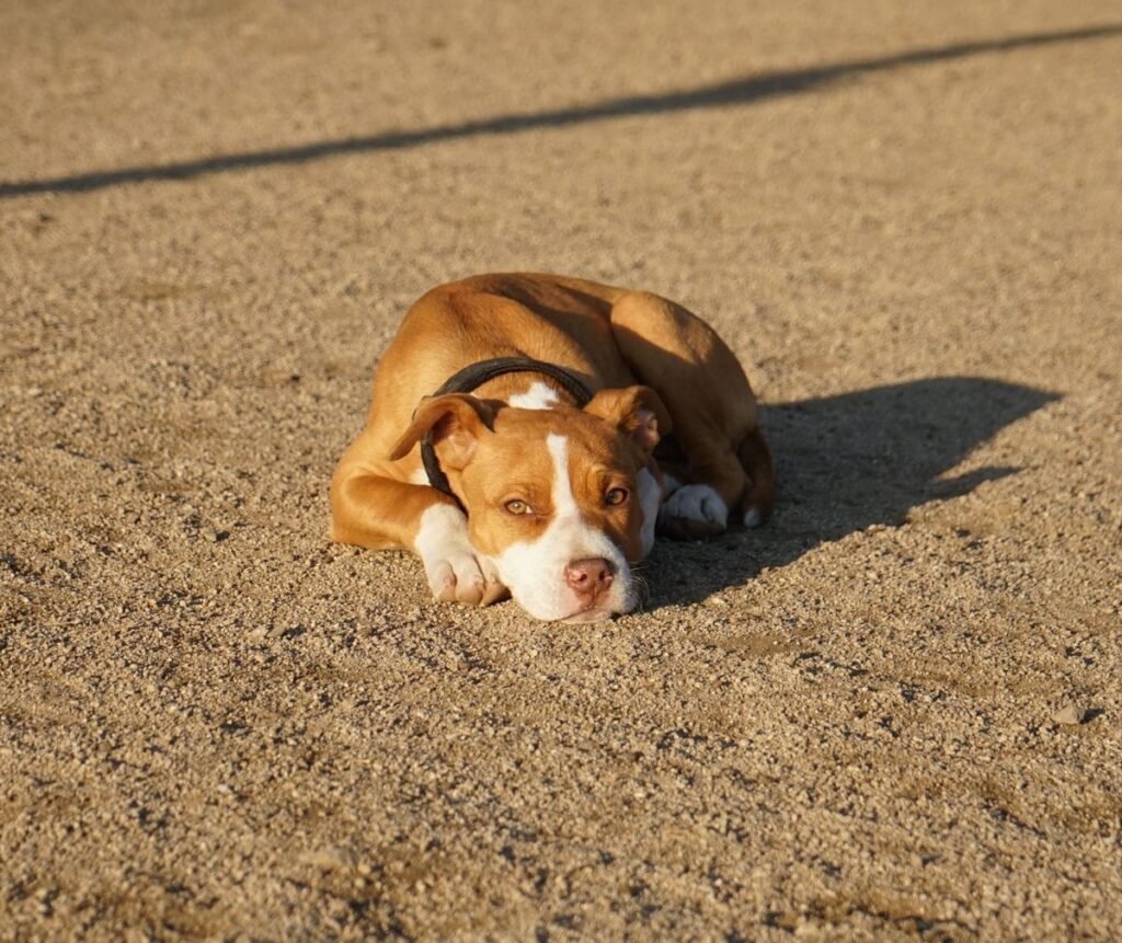 Can Pit Bulls Be Service Dogs? A Complete Guide Can Pit Bulls Be Service Dogs? A Complete Guide