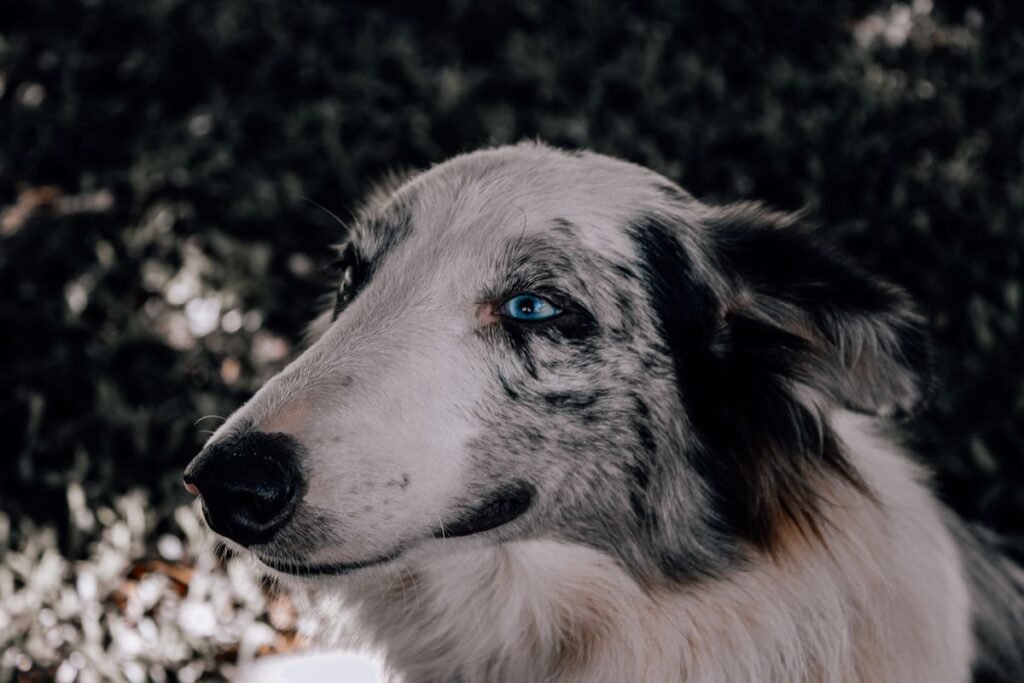 Why Do Dogs Scoot on Their Butt? Causes and Solutions