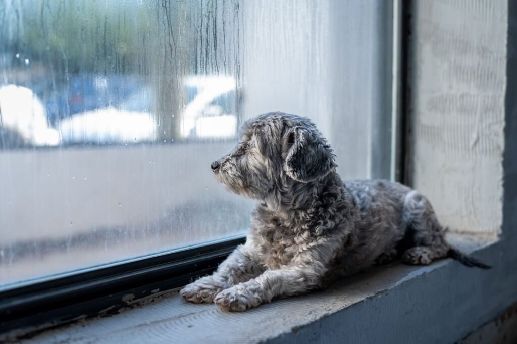Do Dogs Have Wet Dreams? Understanding Canine Nocturnal Emissions