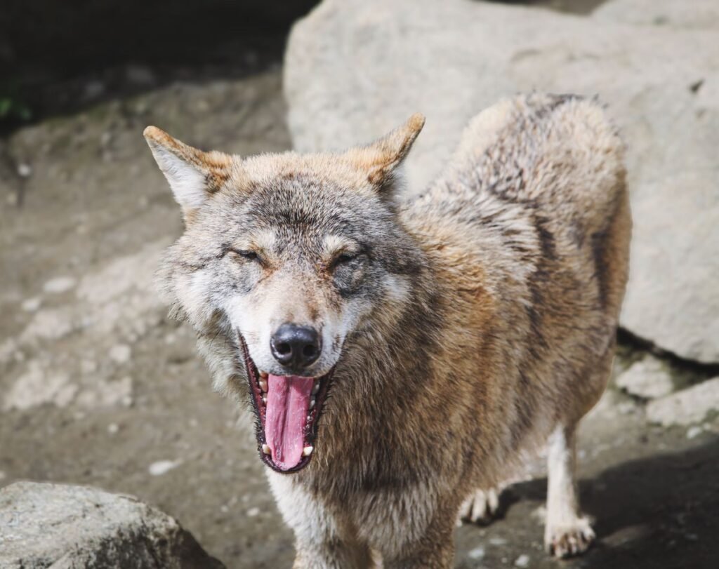 Can All Dogs Howl? Understanding Canine Vocalizations Can All Dogs Howl? Understanding Canine Vocalizations