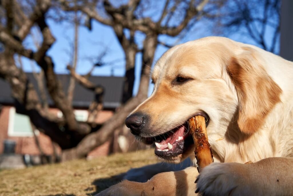 Are Coffee Wood Chews Safe for Dogs? A Complete Guide Are Coffee Wood Chews Safe for Dogs? A Complete Guide