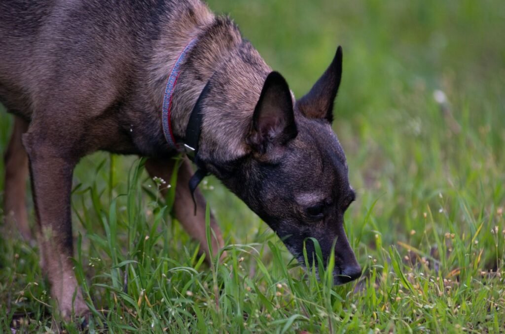 Why Do Dogs Smell After Being Outside? Why Do Dogs Smell After Being Outside?