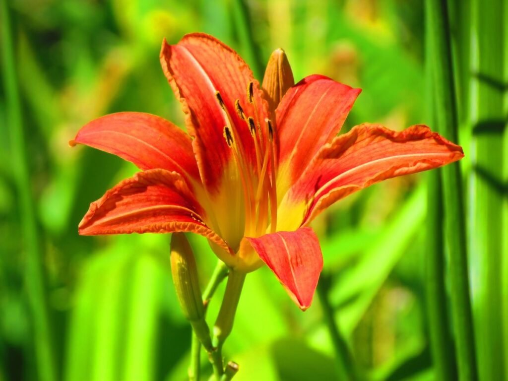 Are Daylilies Toxic to Dogs? What Every Pet Owner Should Know Are Daylilies Toxic to Dogs? What Every Pet Owner Should Know
