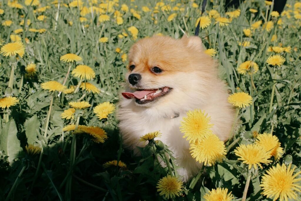 Are Dandelions Poisonous to Dogs? What Every Pet Owner Should Know