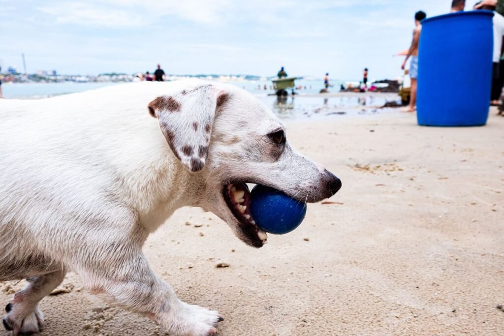 Why Do Dogs Sneeze When Playing? The Surprising Reasons Behind Play Sneezing Why Do Dogs Sneeze When Playing? The Surprising Reasons Behind Play Sneezing