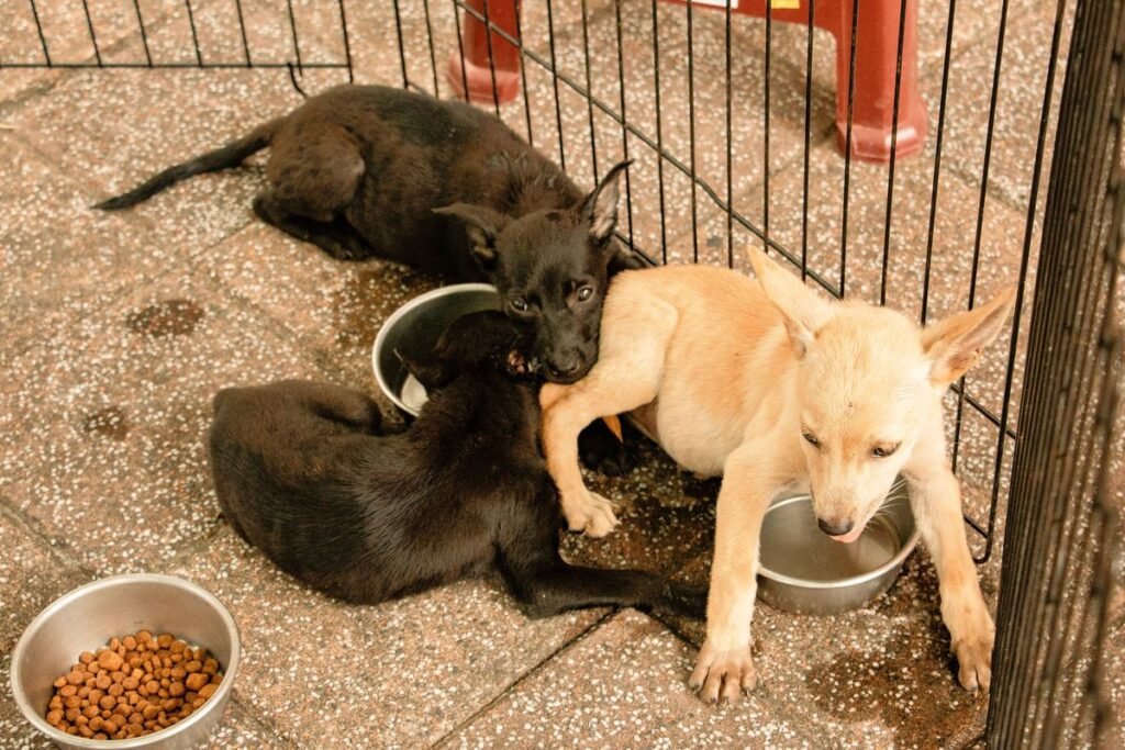 Can Dogs Have Chicken Bouillon? A Complete Safety Guide Can Dogs Have Chicken Bouillon? A Complete Safety Guide
