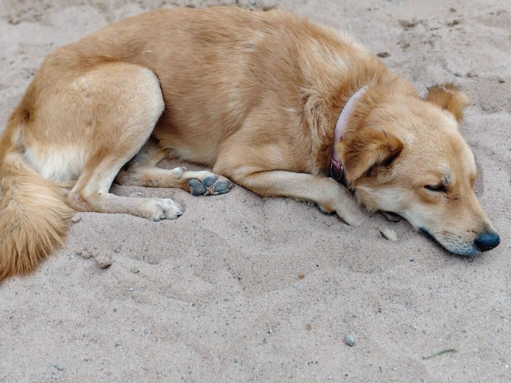 Why Do Dogs Dig Before They Lay Down? Why Do Dogs Dig Before They Lay Down?