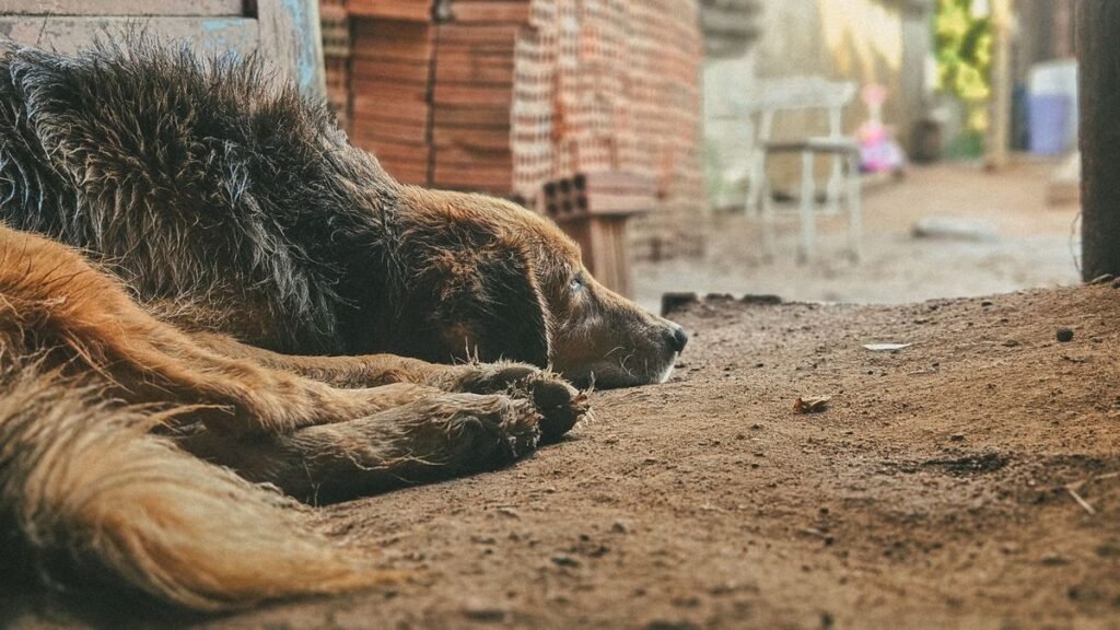Do Dogs Get Concussions? What Every Pet Owner Should Know Do Dogs Get Concussions? What Every Pet Owner Should Know