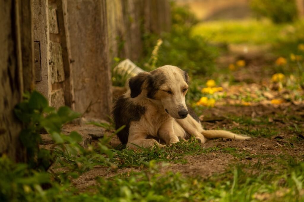 Why Do Dogs Lay in the Sun? 5 Surprising Reasons Why Do Dogs Lay in the Sun? 5 Surprising Reasons