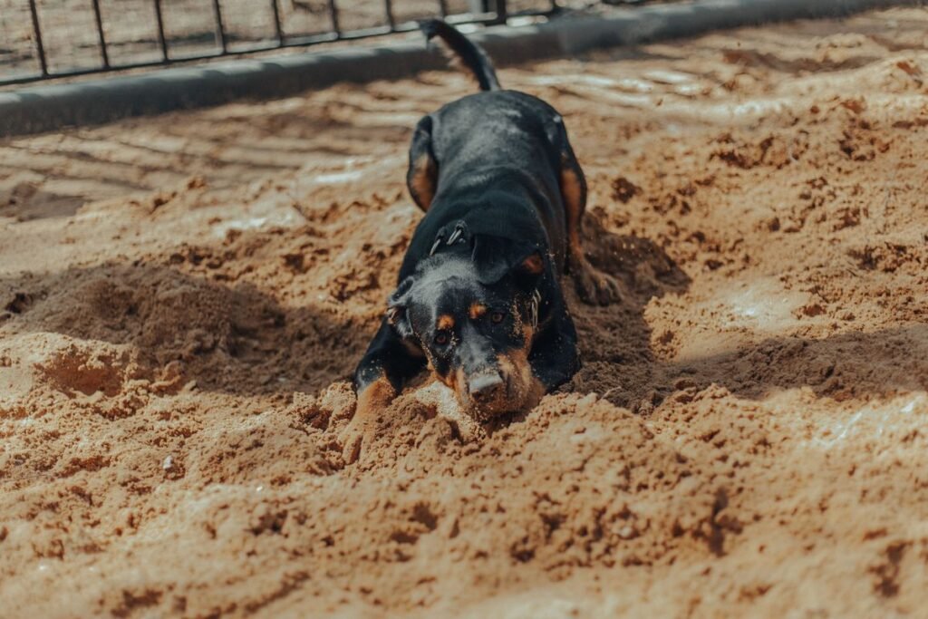 How to Keep Dogs from Digging Under a Fence How to Keep Dogs from Digging Under a Fence