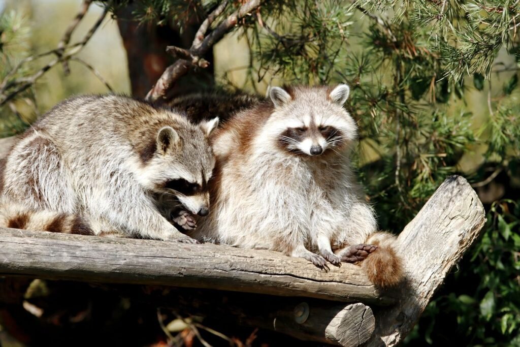 Do Raccoons Attack Dogs? What Every Pet Owner Should Know Do Raccoons Attack Dogs? What Every Pet Owner Should Know