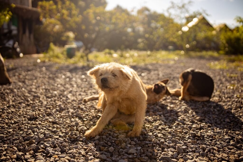 Can Dogs Catch Shingles? What Every Pet Owner Should Know Can Dogs Catch Shingles? What Every Pet Owner Should Know