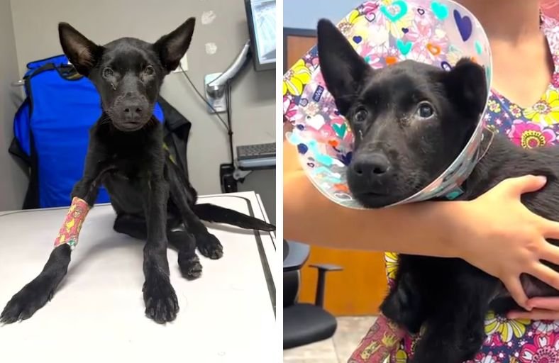 Abandoned Puppy With Broken Legs And A Fractured Jaw Finally Finds His Forever Family Abandoned Puppy With Broken Legs And A Fractured Jaw Finally Finds His Forever Family