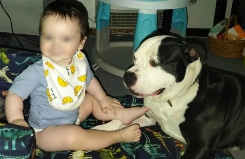 3-Year-Old Boy’s Two Dogs Refused to Leave His Side During Fatal House Fire Family remembers 3-year-old Jordan and the two dogs who stayed with him until the end