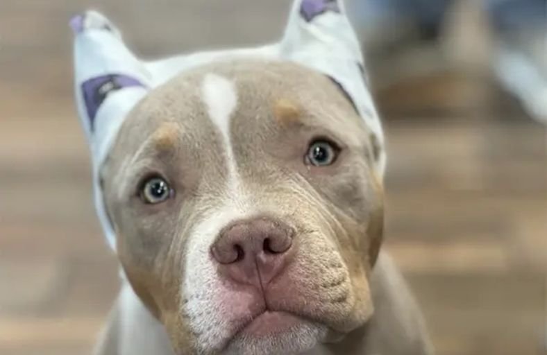 Ontario Bans Cat Declawing and Dog Ear Cropping Ontario Bans Cat Declawing and Dog Ear Cropping
