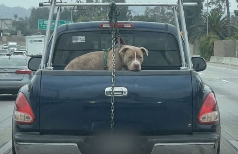 Pit Bull Found Chained To Truck Is Now Recovering In Shelter Care Pit Bull Found Chained To Truck Is Now Recovering In Shelter Care