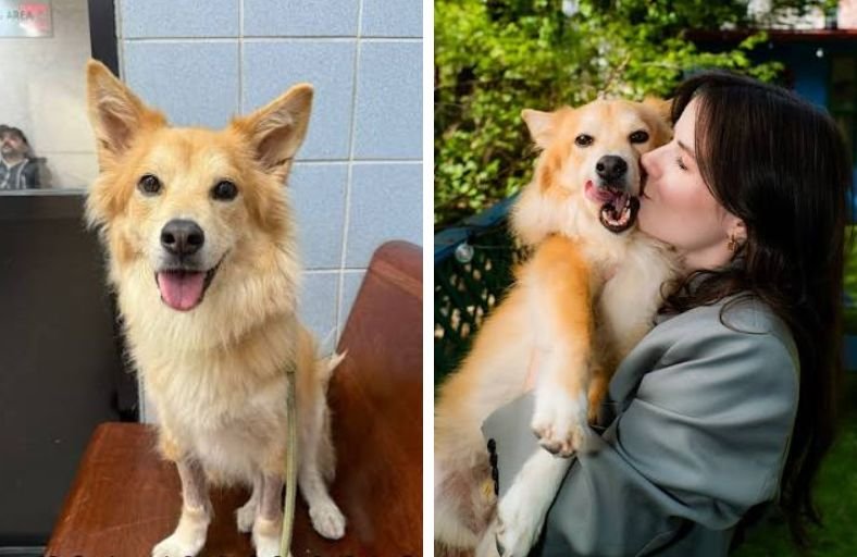 Rescue Dog Simon Who Survived The Dog Meat Trade And Helped Countless Other Dogs Find Hope Has Crossed The Rainbow Bridge Rescue Dog Simon Who Survived The Dog Meat Trade