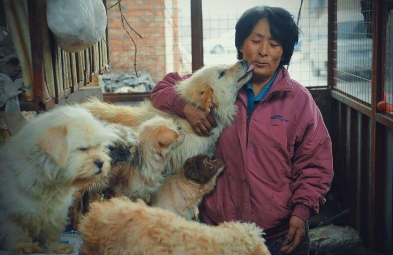 Retired Teacher Travels 1500 Miles To Rescue 100 Dogs From Yulin Meat Market Retired Teacher Travels 1500 Miles To Rescue 100 Dogs From Yulin Meat Market
