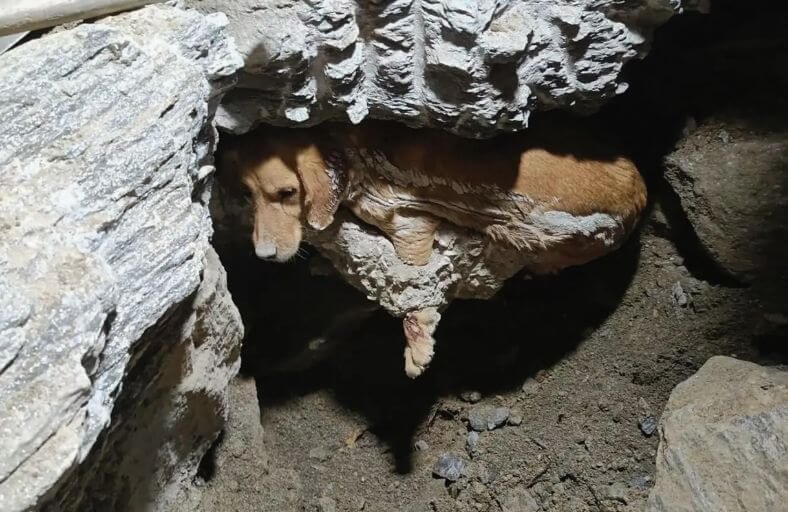 Residents Cannot Sleep As Desperate Barking Echoes From Construction Site Dog Trapped In Concrete Barked For Hours Until Rescuers Arrived