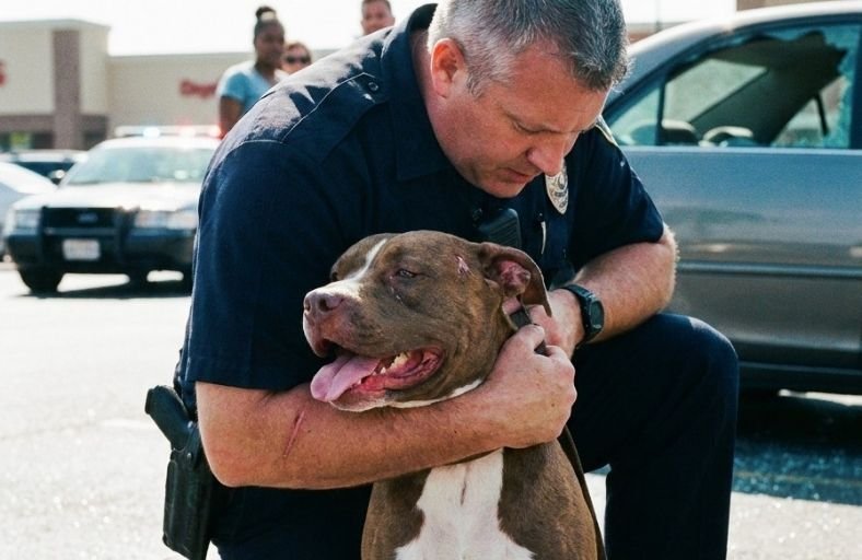 A Small-Town Cop Smashed a Car Window to Save a Dying Pit Bull in 108° Heat, Then a Melted Tag on Its Collar Made Him Drop to His Knees Small-Town Cop Smashed a Car Window to Save a Dying Pit Bull in 108° Heat
