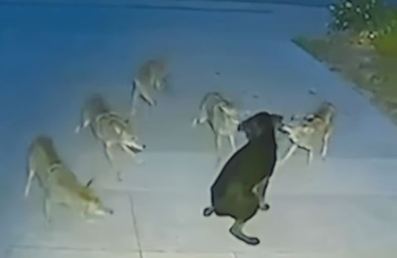 Stray Dog Survived 45 Minutes Surrounded By Coyotes And Found A Forever Home Stray Dog Survived 45 Minutes Surrounded By Coyotes And Found A Forever Home