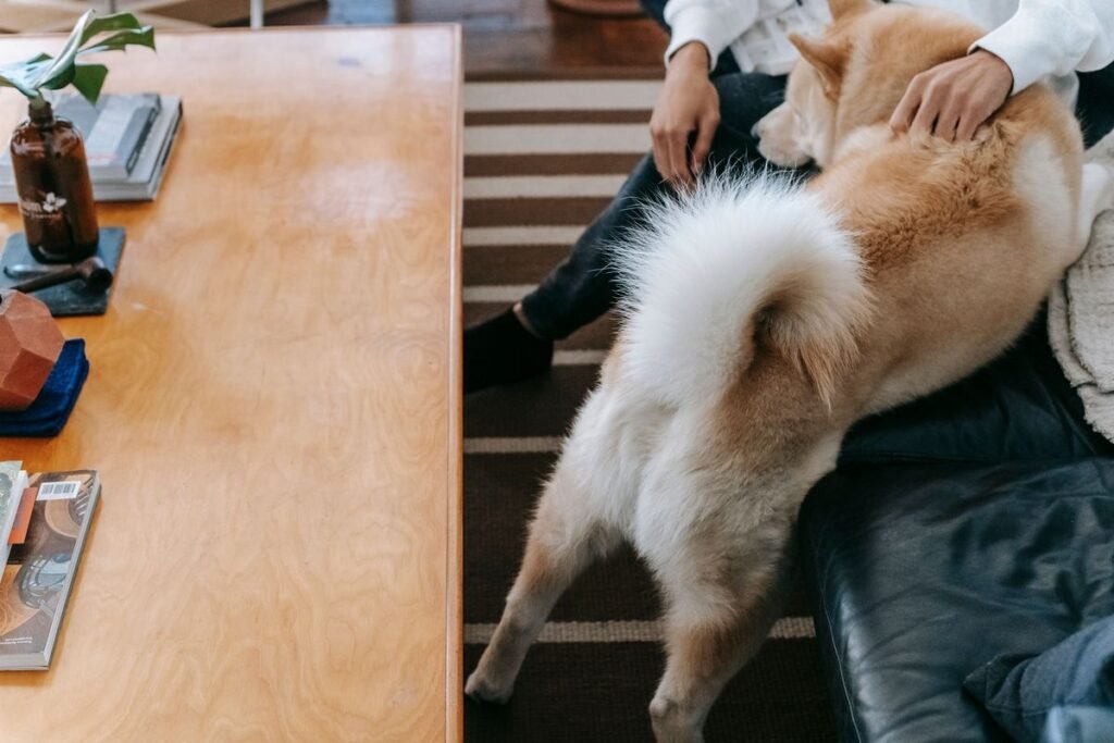 Why Do Dogs Put Their Butt on You? The Surprising Reasons Behind This Quirky Behavior Why Do Dogs Put Their Butt on You? The Surprising Reasons Behind This Quirky Behavior