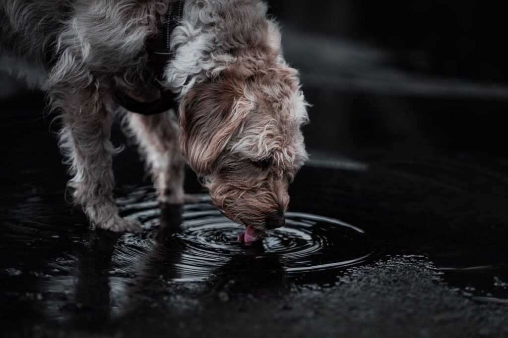 Can Dogs Drink Rain Water? Safety, Risks, and Better Alternatives Can Dogs Drink Rain Water? Safety, Risks, and Better Alternatives