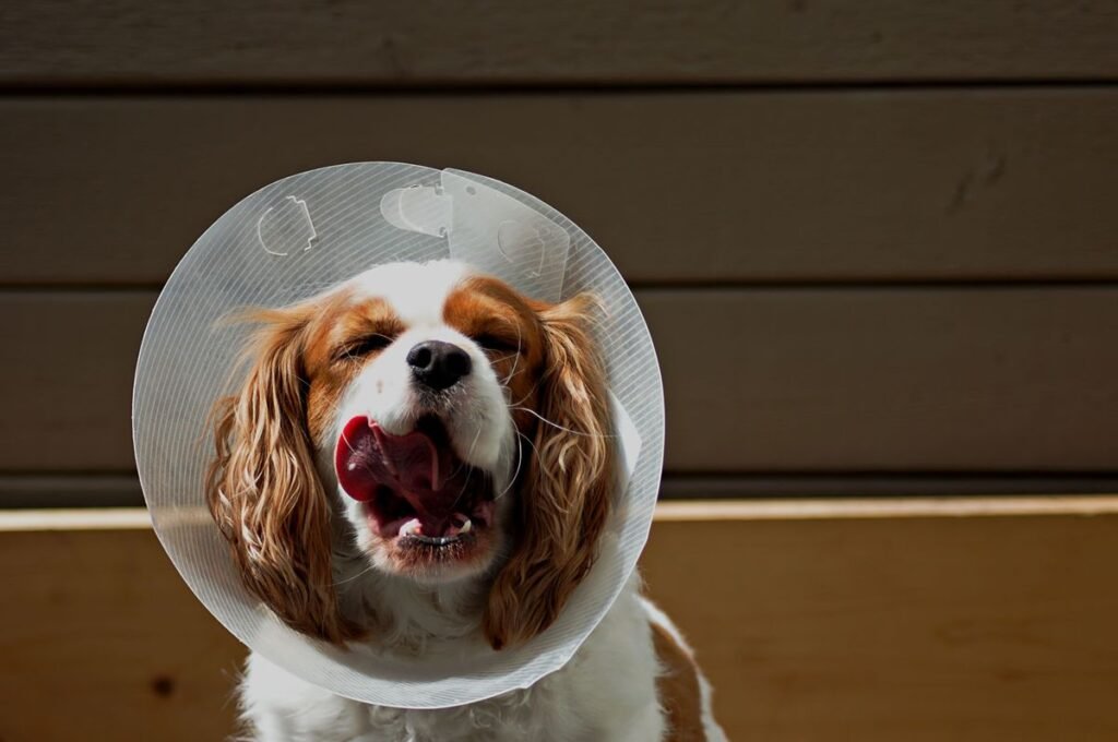 Do Dogs Calm Down After Getting Spayed? What to Expect Do Dogs Calm Down After Getting Spayed? What to Expect