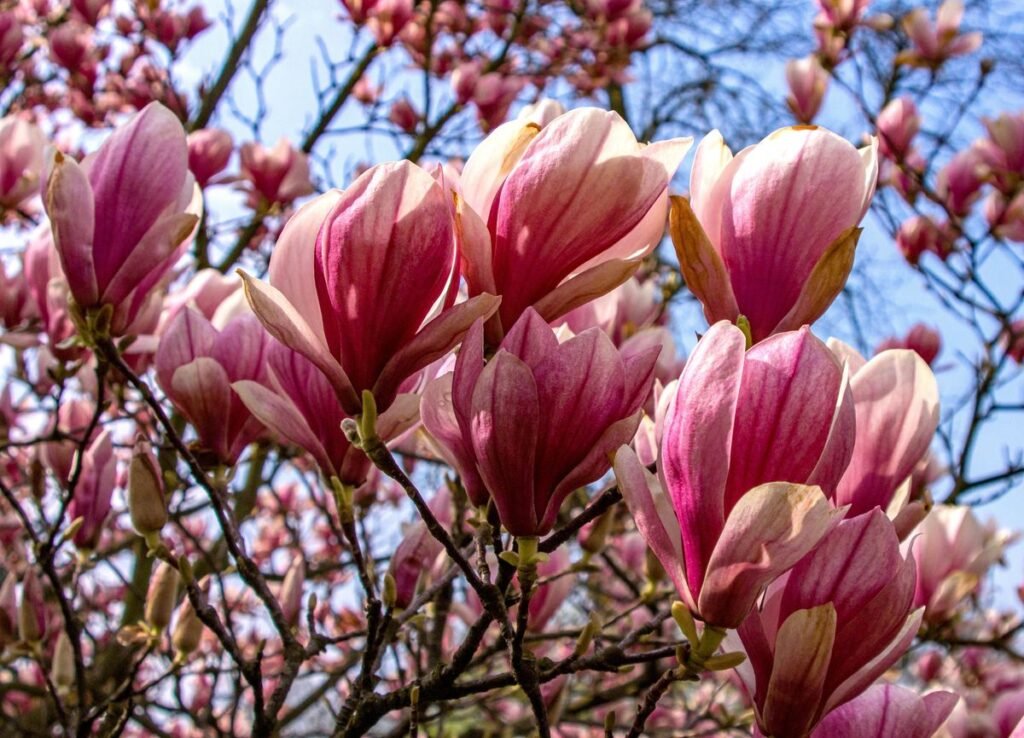 Are Magnolia Trees Toxic to Dogs? Are Magnolia Trees Toxic to Dogs?