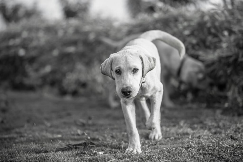 Is There a Plan B for Dogs? Emergency Contraception Explained Is There a Plan B for Dogs? Emergency Contraception Explained