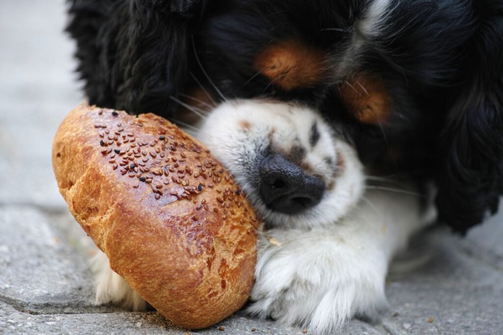 Should Dogs Eat Sesame Seeds? Safety, Benefits, and Risks