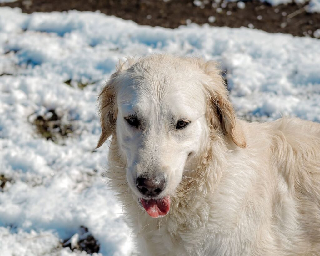 Do Dogs' Paws Get Cold in the Snow?