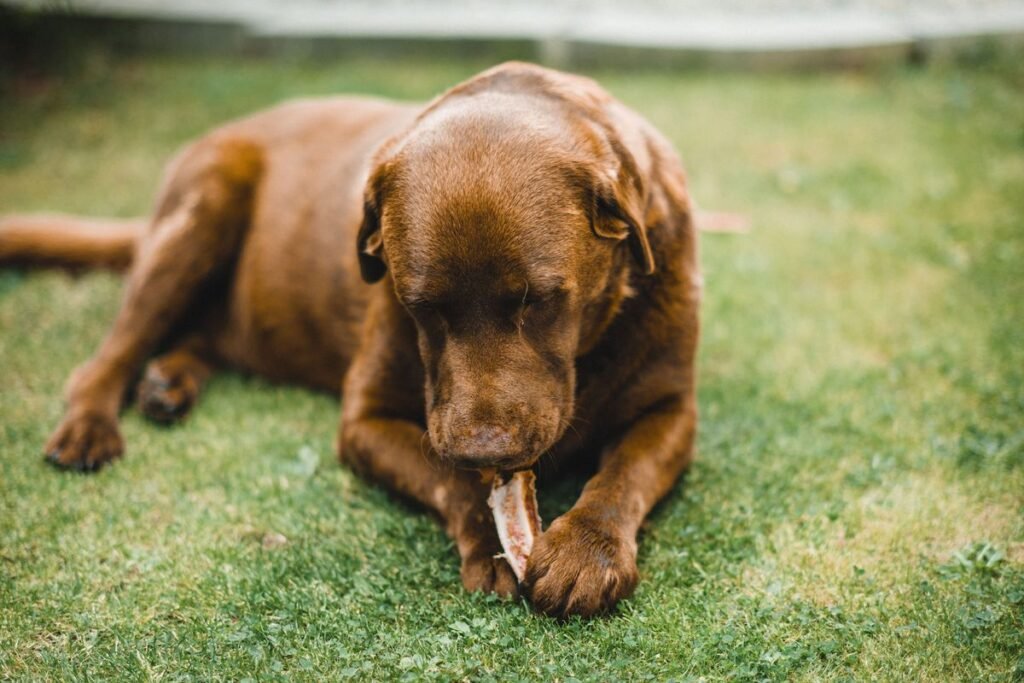 Can Dogs Eat Cooked Lamb Bones? Risks and Safe Alternatives Can Dogs Eat Cooked Lamb Bones? Risks and Safe Alternatives