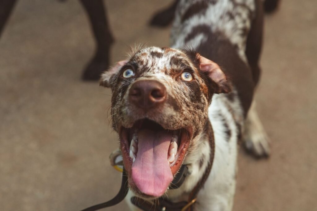 Do Catahoula Dogs Shed? A Complete Guide to Catahoula Shedding and Grooming