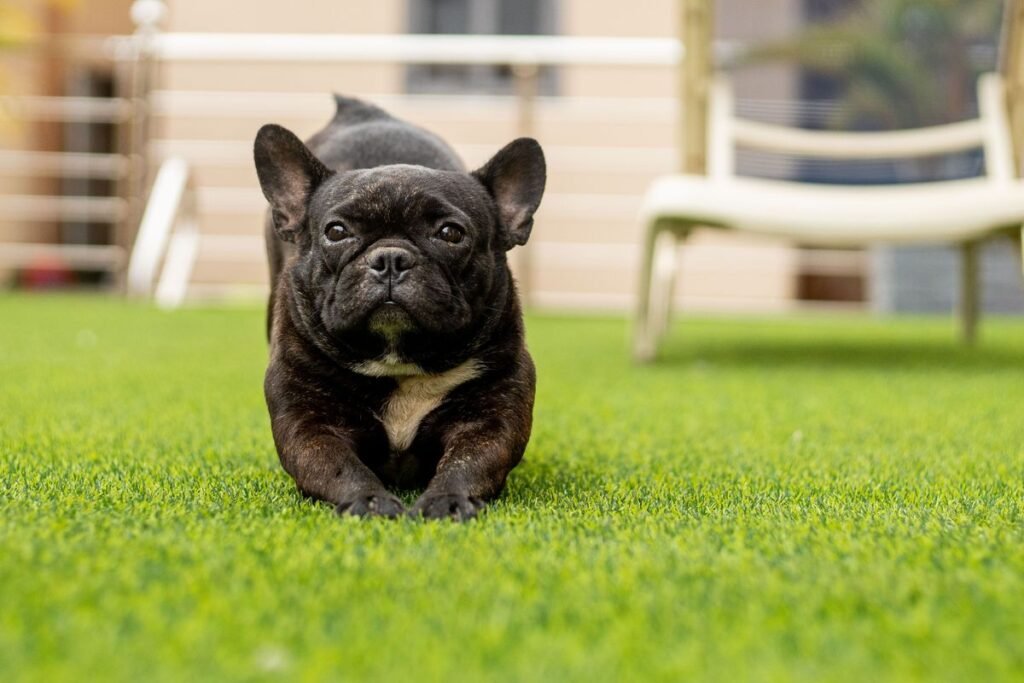 Why Do Dogs Stretch? Understanding This Common Behavior Why Do Dogs Stretch? Understanding This Common Behavior