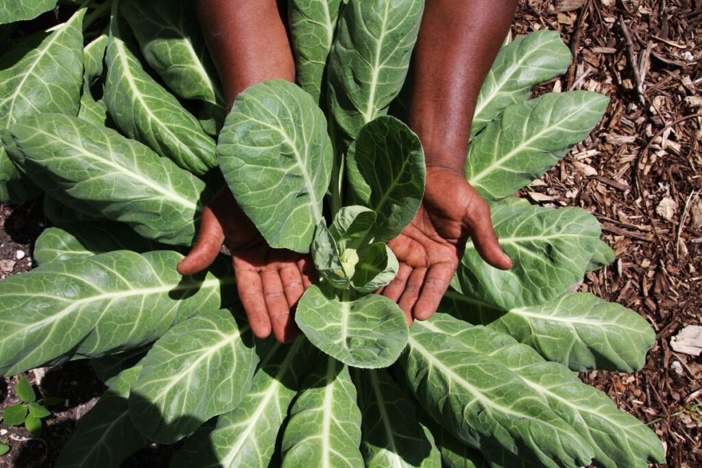 Can Dogs Eat Collards? Benefits, Risks, and Serving Tips Can Dogs Eat Collards? Benefits, Risks, and Serving Tips