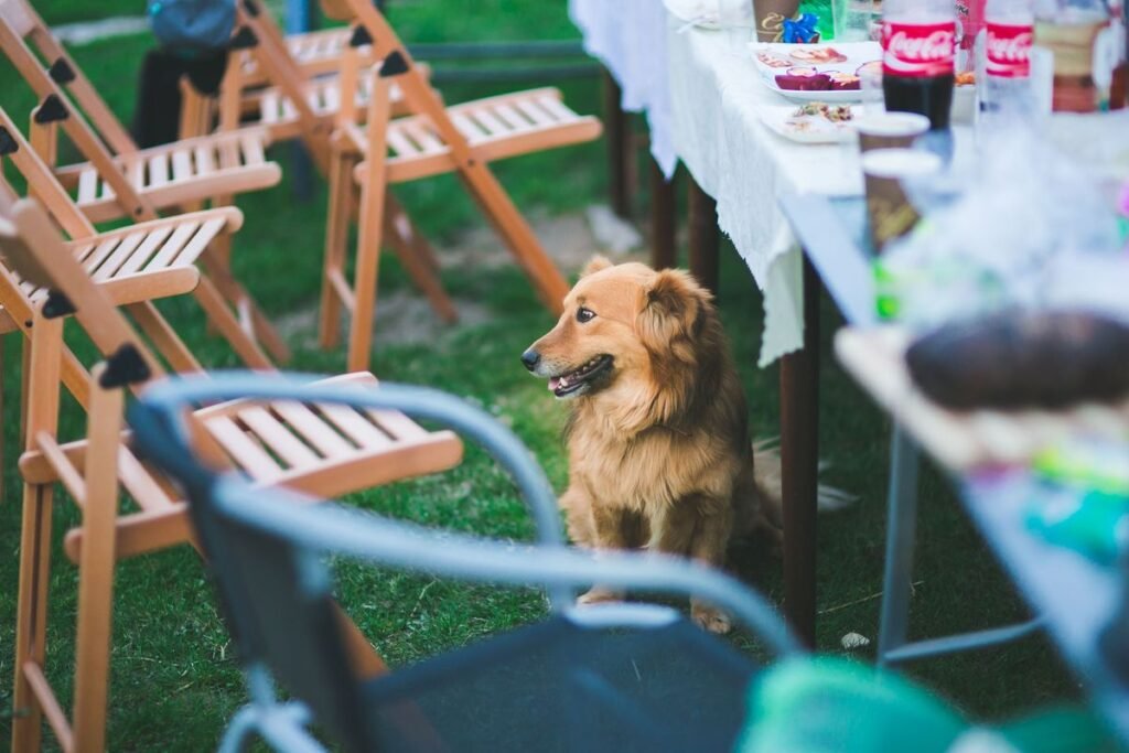Can Dogs Get Turrets? Understanding Tics and Compulsive Behavior in Dogs Can Dogs Get Turrets? Understanding Tics and Compulsive Behavior in Dogs