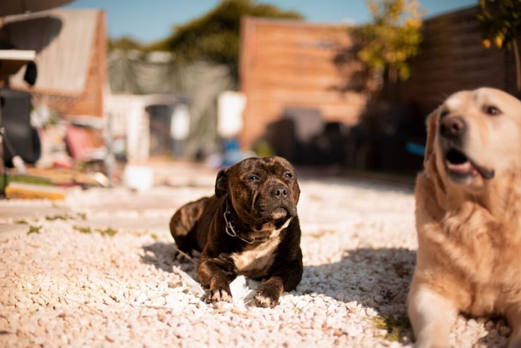 Is Silica Gel Toxic to Dogs? What Every Owner Should Know Is Silica Gel Toxic to Dogs? What Every Owner Should Know