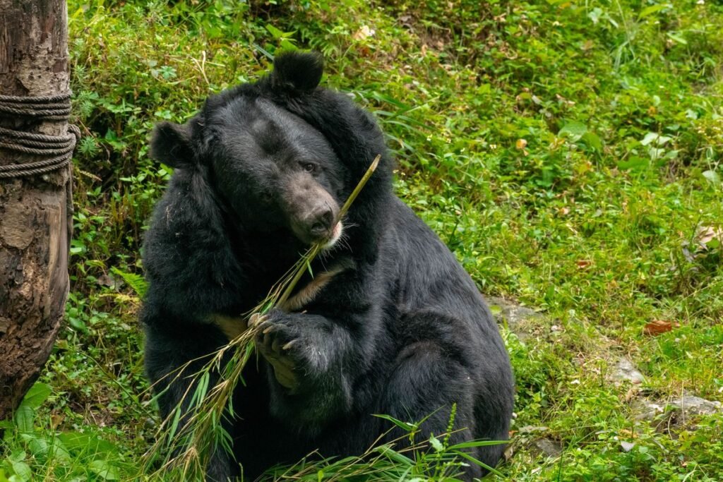 Do Bears Eat Dogs? What Every Pet Owner Needs to Know Do Bears Eat Dogs? What Every Pet Owner Needs to Know