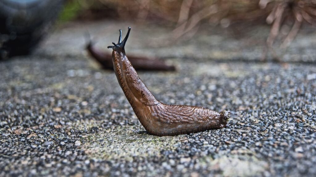 Can Dogs Eat Slugs? The Dangers and What to Do Can Dogs Eat Slugs? The Dangers and What to Do