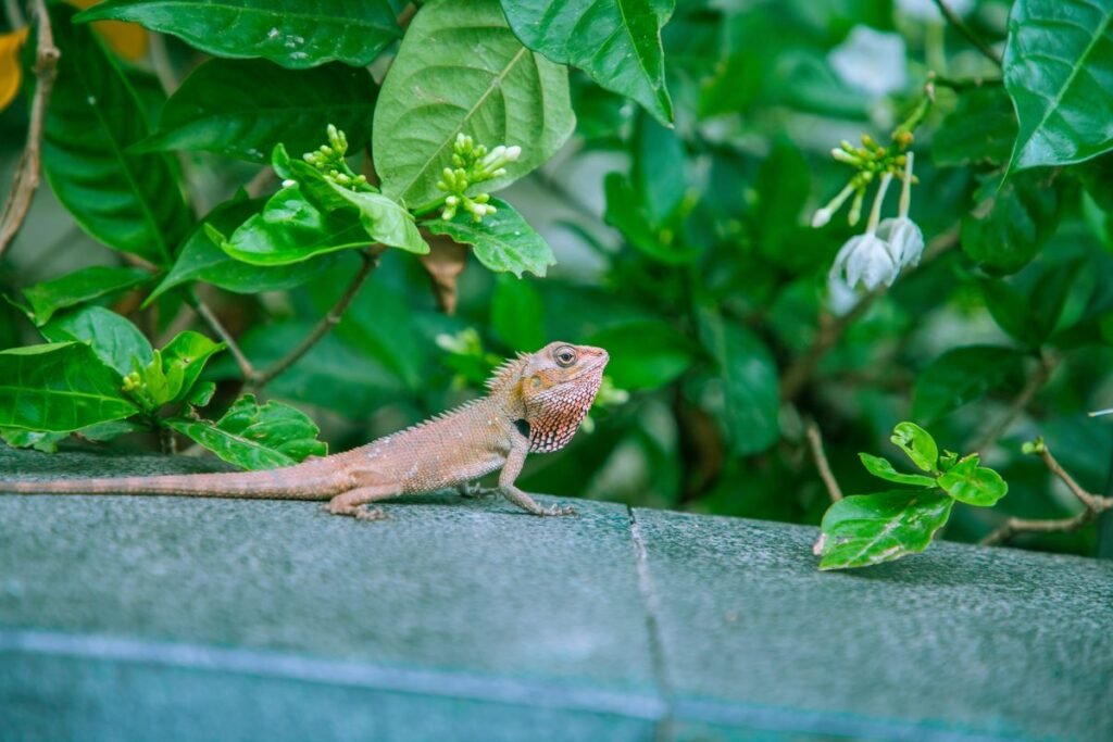 Are Lizards Toxic to Dogs? What Every Pet Owner Should Know Are Lizards Toxic to Dogs? What Every Pet Owner Should Know